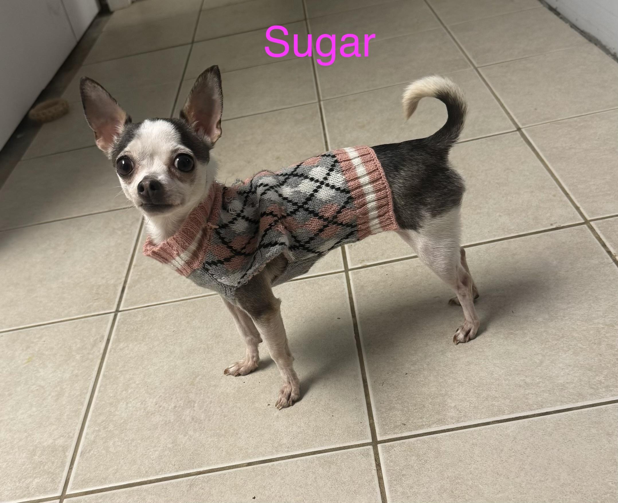 Sugar, an adopted Chihuahua in Kings Mountain, NC image 2/5