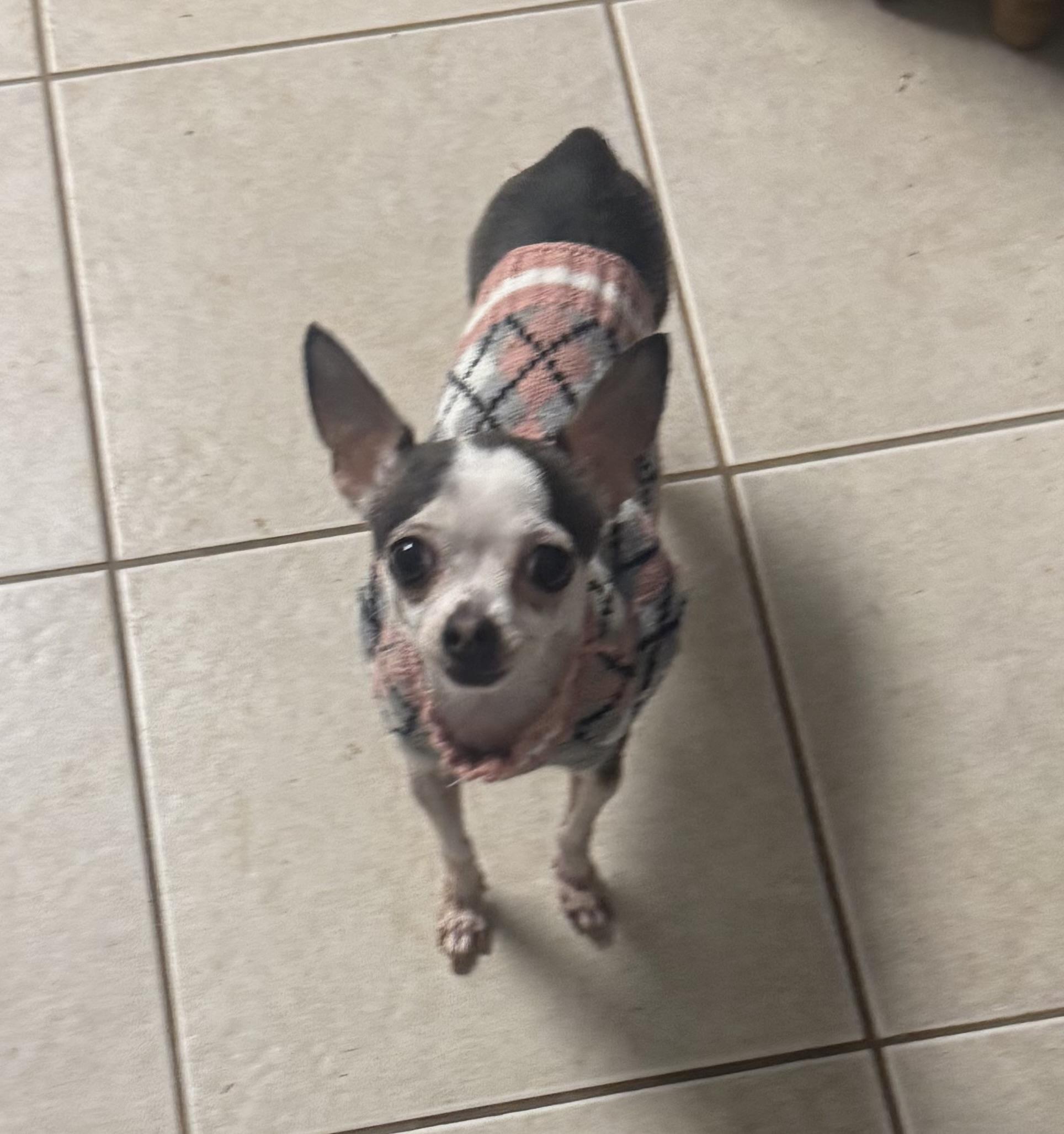 Sugar, an adopted Chihuahua in Kings Mountain, NC image 3/5