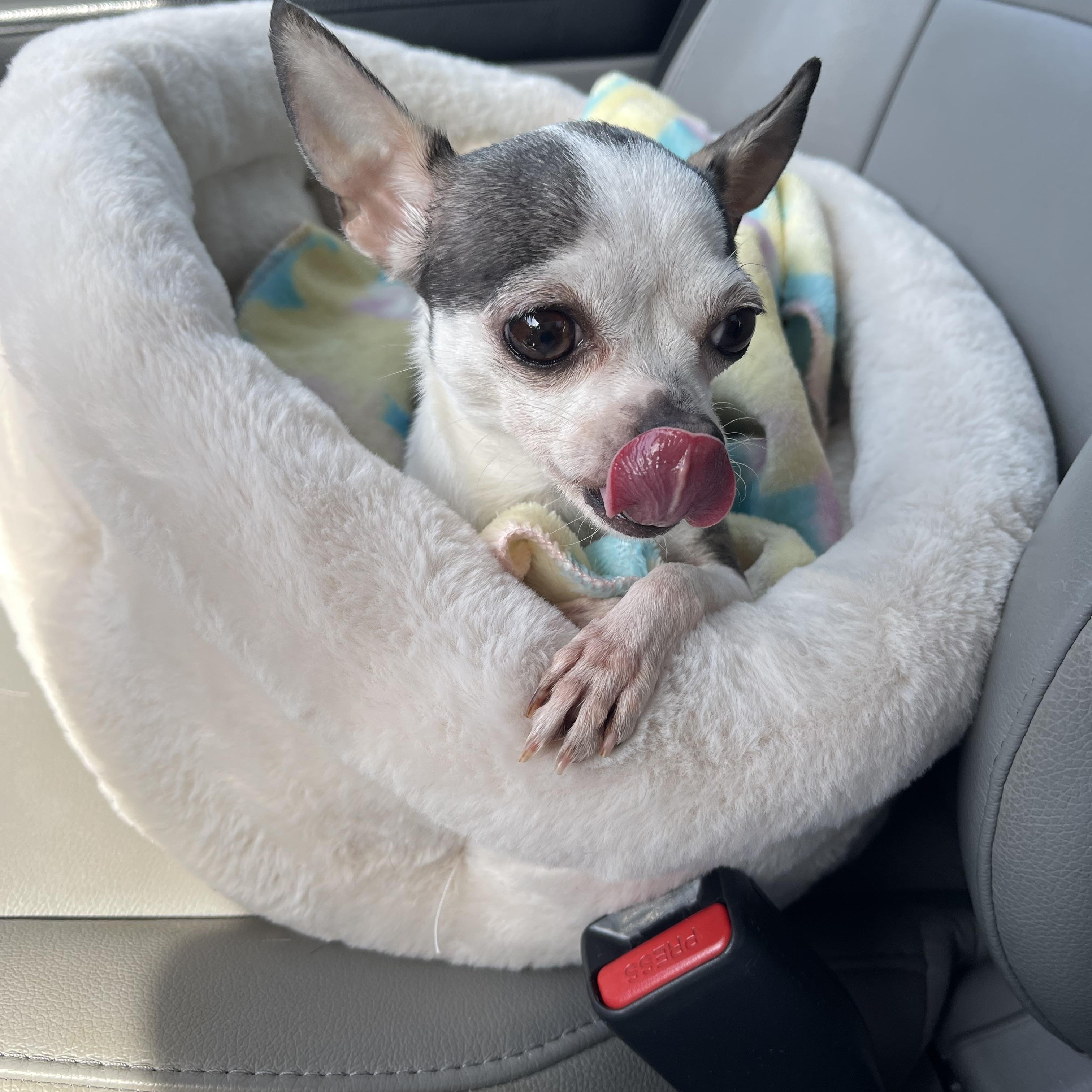Sugar, an adopted Chihuahua in Kings Mountain, NC image 4/5