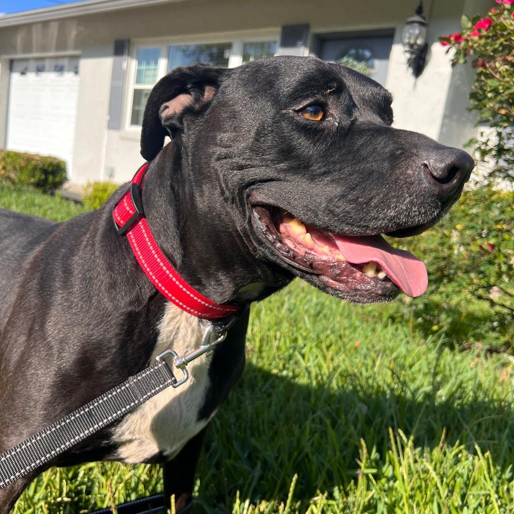Sherman, Adoptable, Senior Male Pit Bull Terrier.