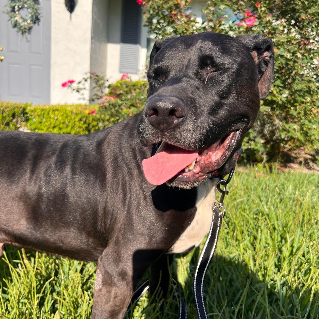 Enlarge Sherman, a Adoptable Pit Bull Terrier in Melrose, FL image 2/4