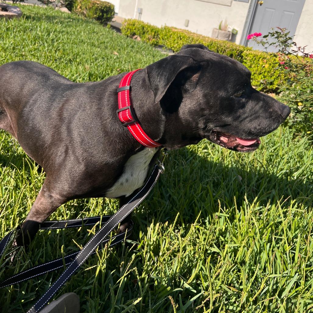 Enlarge Sherman, a Adoptable Pit Bull Terrier in Melrose, FL image 3/4