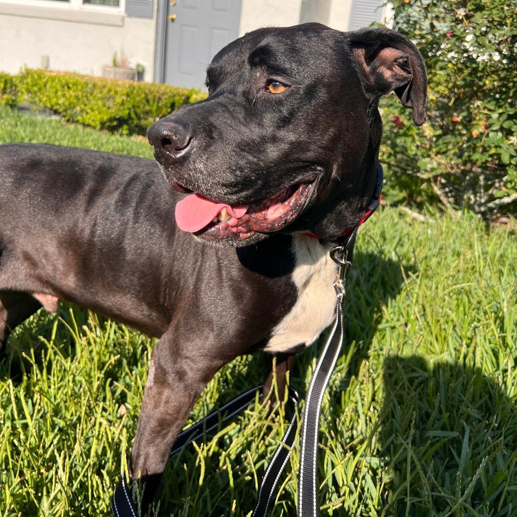 Enlarge Sherman, a Adoptable Pit Bull Terrier in Melrose, FL image 4/4