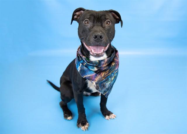 Enlarge SLIGHDE, a Adoptable Pit Bull Terrier in Colorado Springs, CO image 1/1