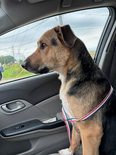 Enlarge Leilani, a Adoptable mixed breed in Oswego, IL image 5/6