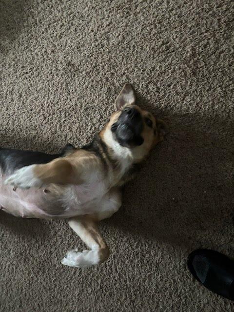 Enlarge Leilani, a Adoptable mixed breed in Oswego, IL image 6/6