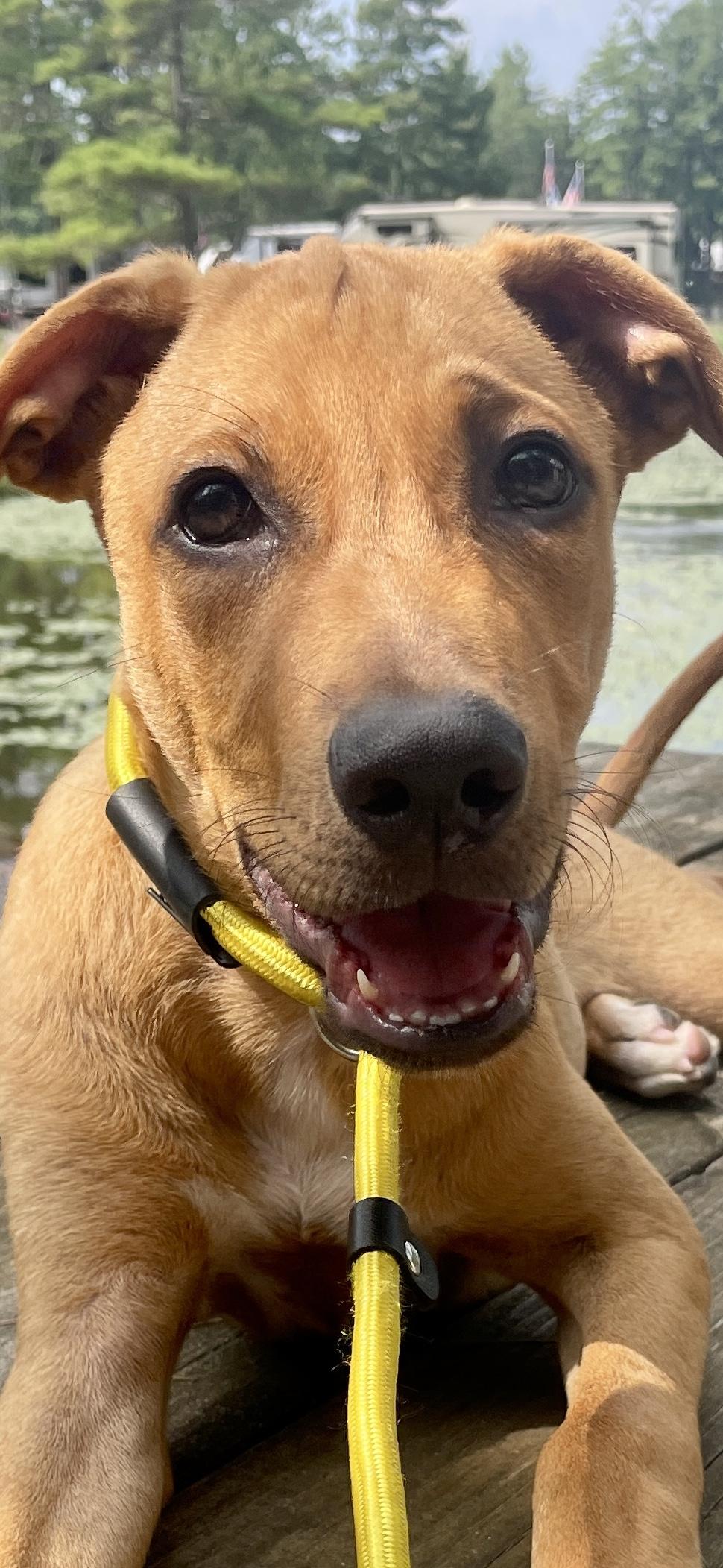 Larry, Adopted, Puppy Male Labrador Retriever & Terrier.