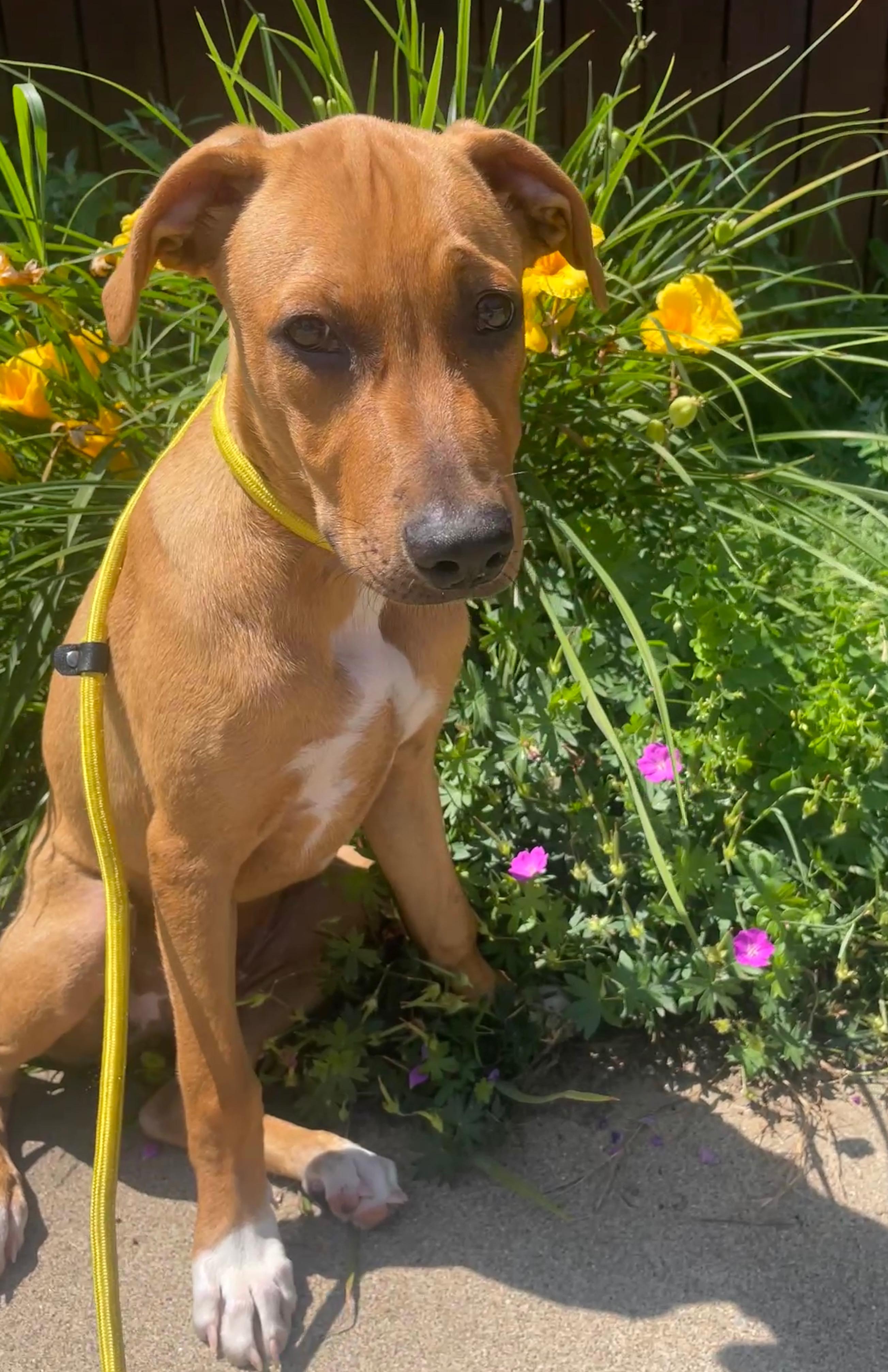 Enlarge Larry, a Adopted mixed breed in Mayfield, NY image 3/6