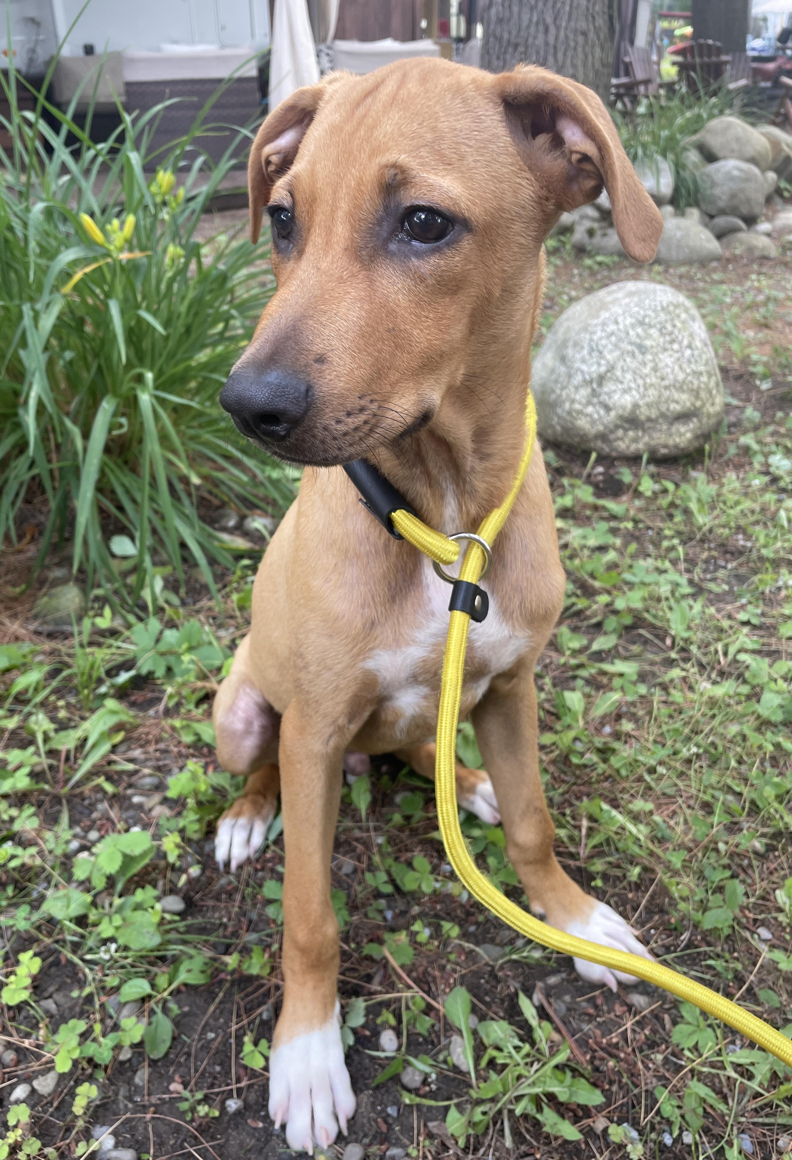 Enlarge Larry, a Adopted mixed breed in Mayfield, NY image 4/6