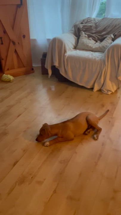 Enlarge Larry, a Adopted mixed breed in Mayfield, NY video 6/6