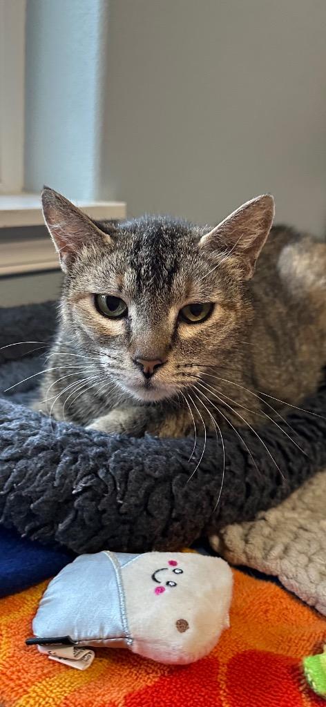 Maple, Adoptable, Young Female Domestic Short Hair.