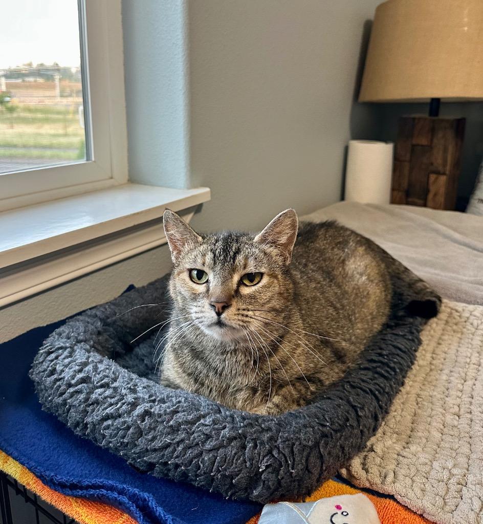 Enlarge Maple, a Adoptable mixed breed in Newberg, OR image 2/2