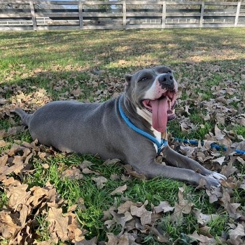 Enlarge STAR, a Adoptable Pit Bull Terrier in Brewster, NY image 6/6