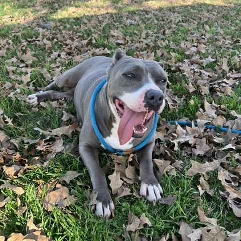 Enlarge STAR, a Adoptable Pit Bull Terrier in Brewster, NY image 3/6