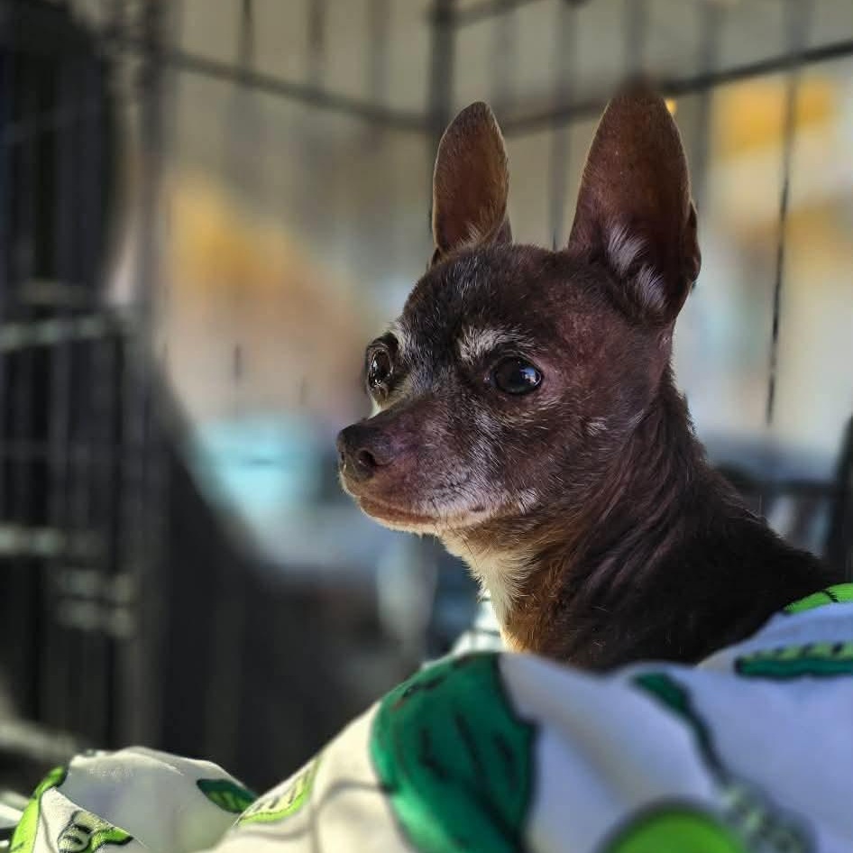 Delia — thumbnail 4