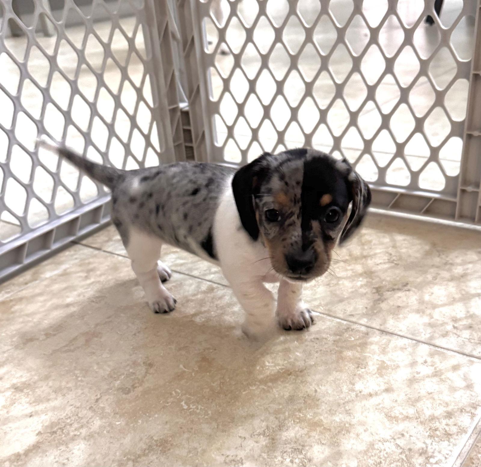 Enlarge Gracie Pup, a Adopted Dachshund in Valrico, FL image 1/2