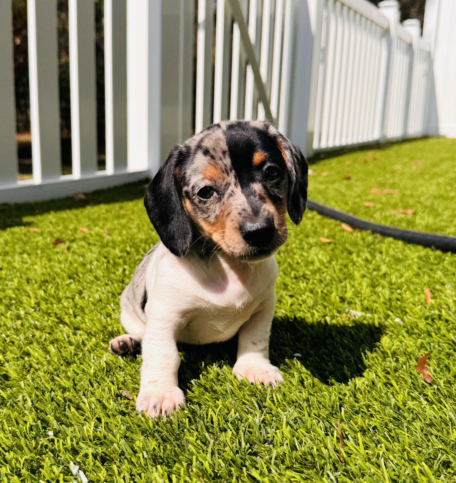 Enlarge Gracie Pup, a Adopted Dachshund in Valrico, FL image 2/2