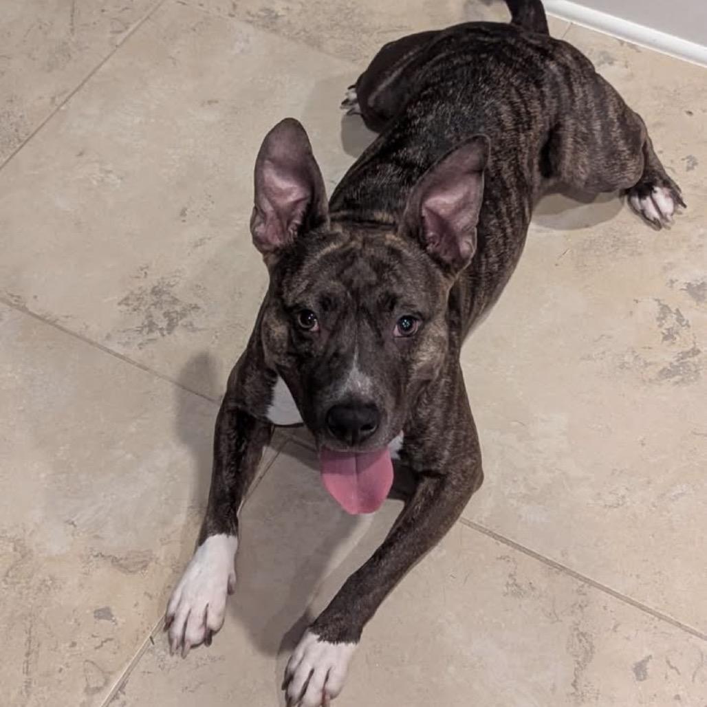 Enlarge Torta, a Adoptable mixed breed in League City, TX image 1/5