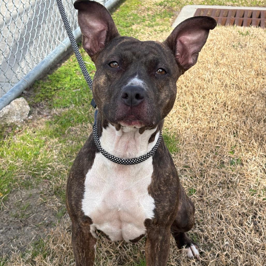 Enlarge Torta, a Adoptable mixed breed in League City, TX image 2/5