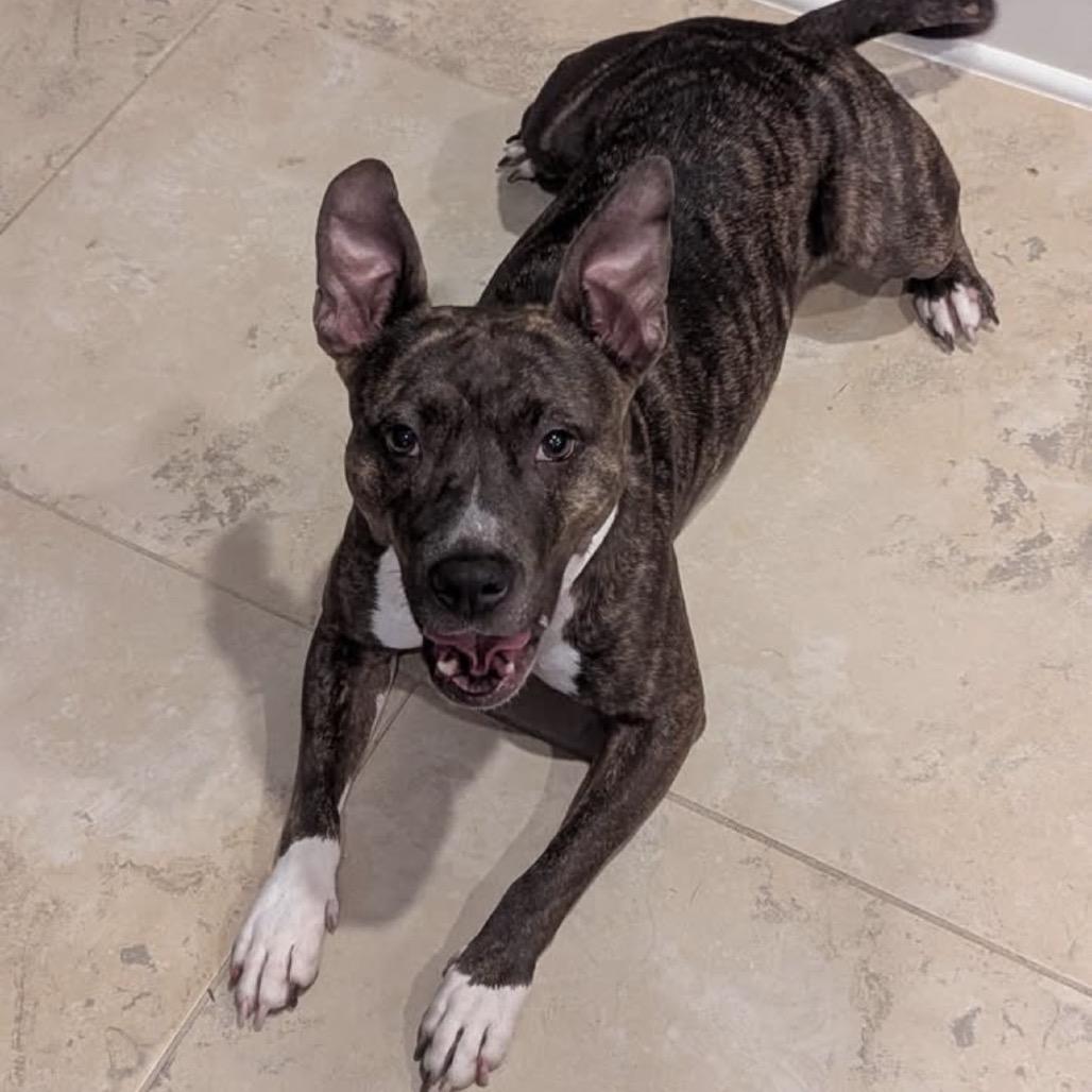 Enlarge Torta, a Adoptable mixed breed in League City, TX image 3/5