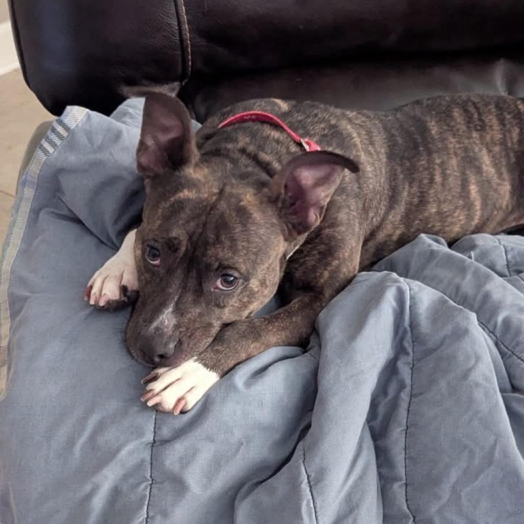 Enlarge Torta, a Adoptable mixed breed in League City, TX image 4/5