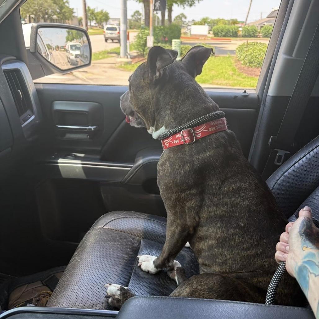Torta, a Adoptable mixed breed in League City, TX image 5/6