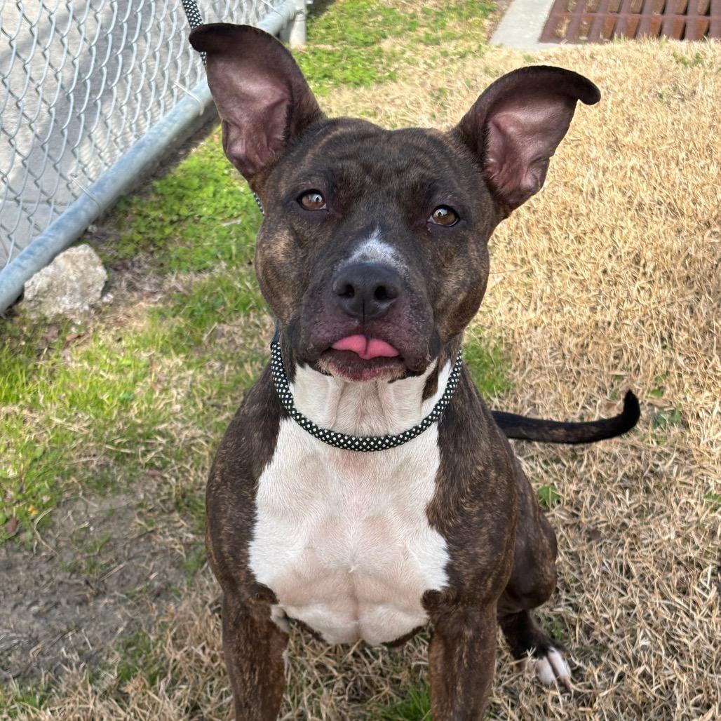 Enlarge Torta, a Adoptable mixed breed in League City, TX image 5/5