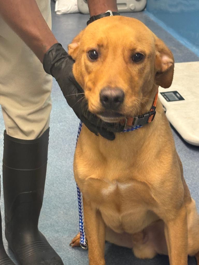 rusty, Adoptable, Young Male Labrador Retriever.