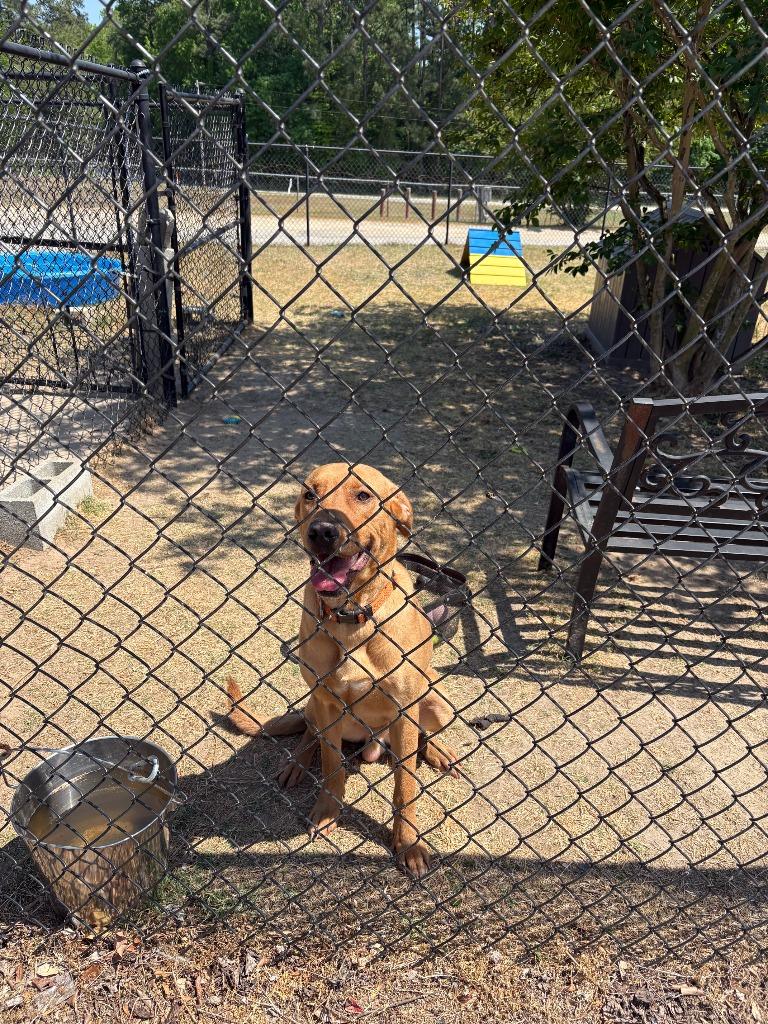 Enlarge rusty, a Adoptable Labrador Retriever in Effingham, SC image 2/5