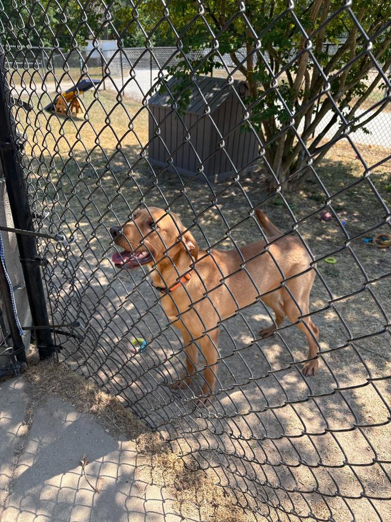 Enlarge rusty, a Adoptable Labrador Retriever in Effingham, SC image 3/5
