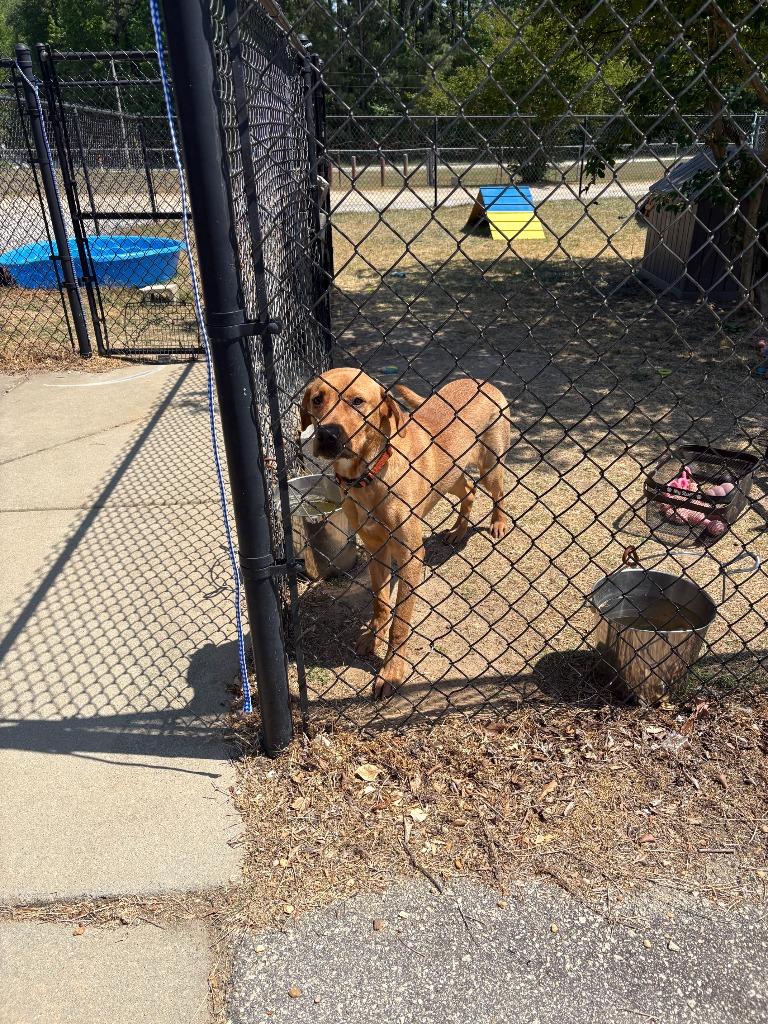 Enlarge rusty, a Adoptable Labrador Retriever in Effingham, SC image 4/5