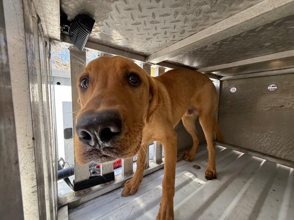 Enlarge rusty, a Adoptable Labrador Retriever in Effingham, SC image 5/5