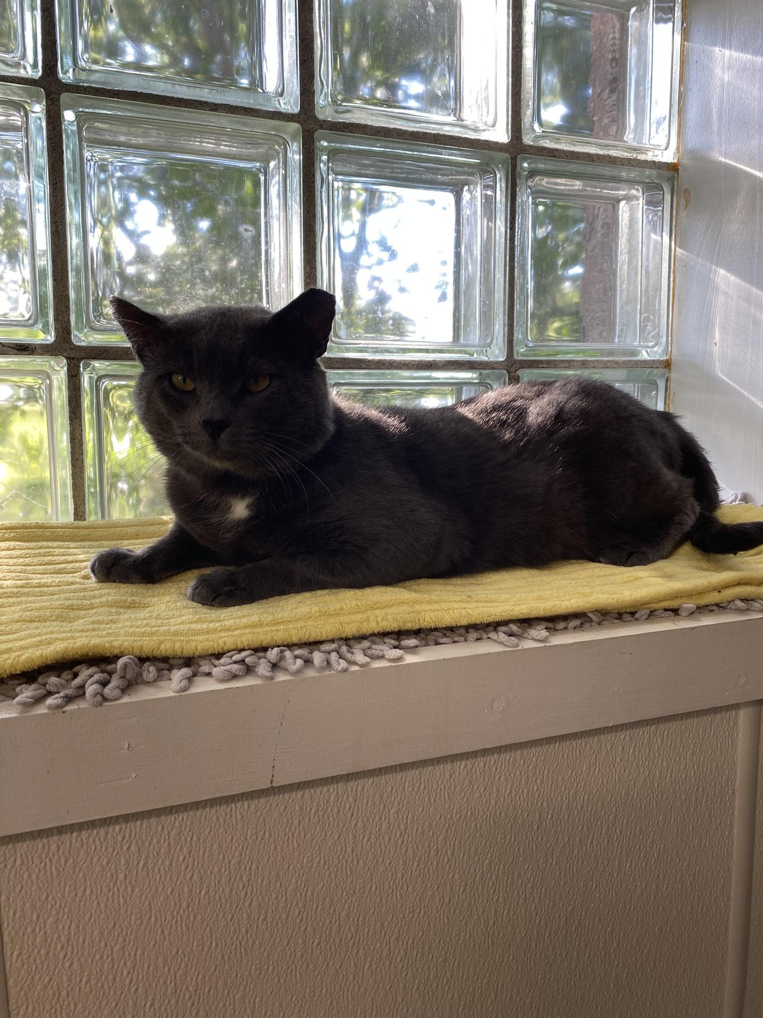 Simon