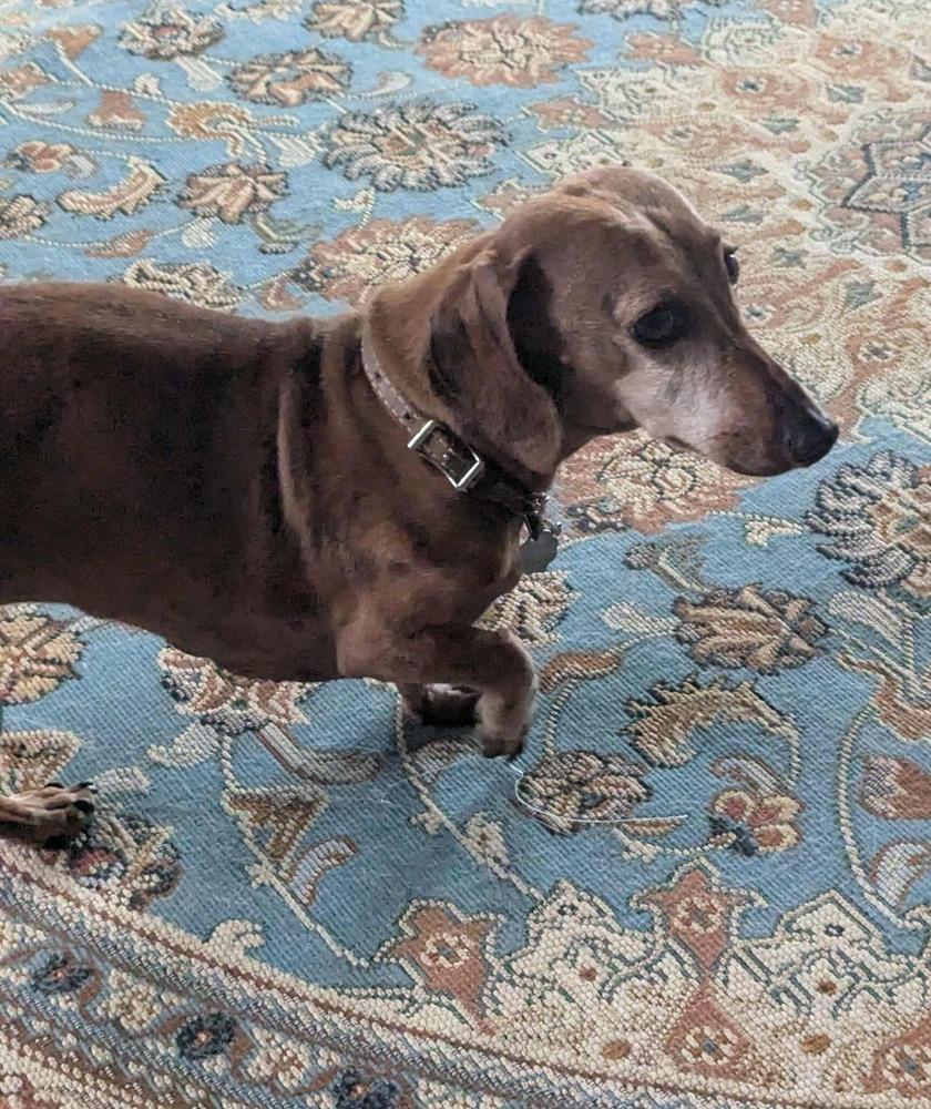 Enlarge Toby 2, a Adopted mixed breed in Parker, CO image 1/1