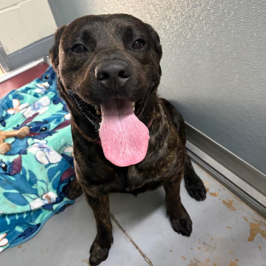 Enlarge Mud Duck 29848, a Adoptable Mixed Breed in Middleburg, FL image 1/1