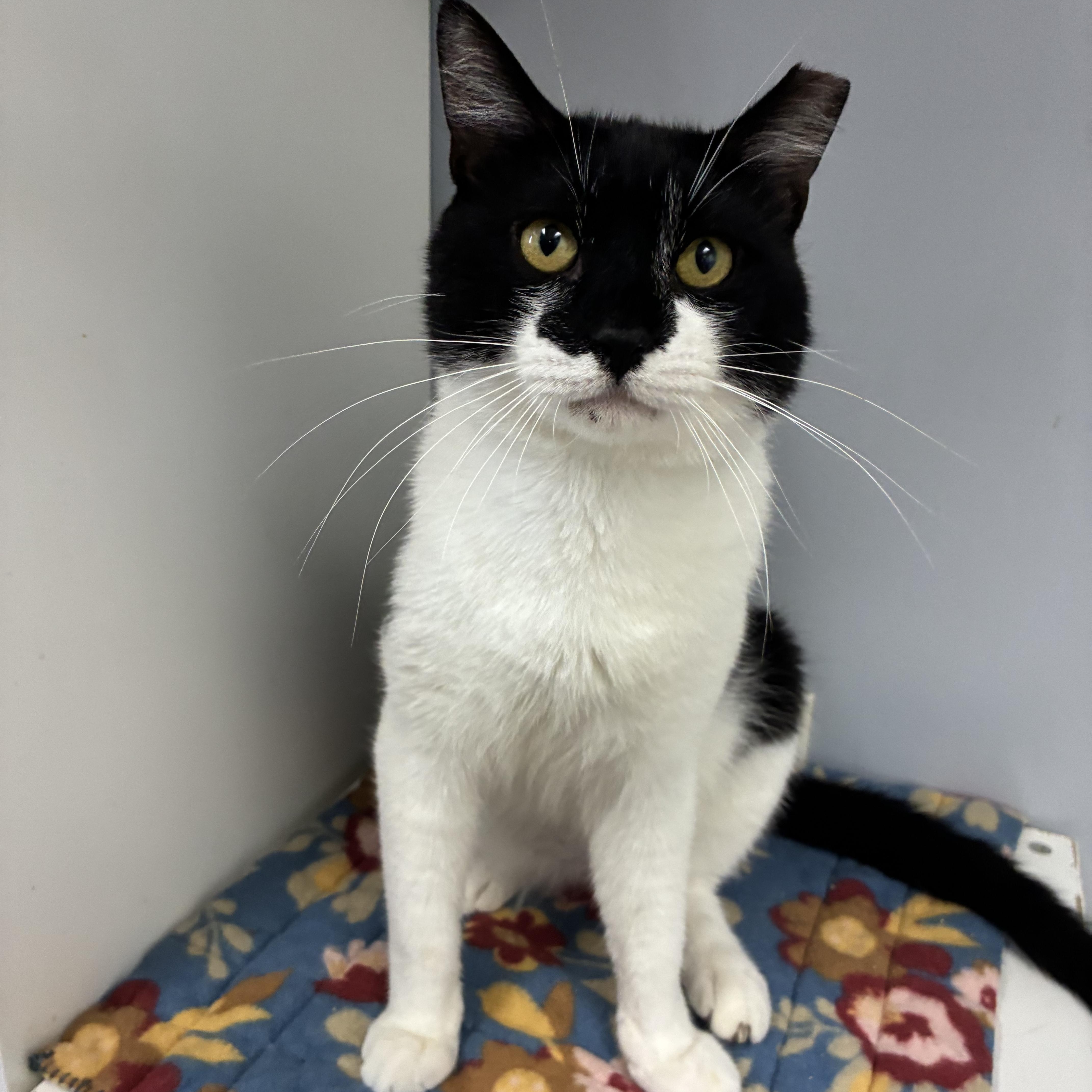 Enlarge Spoon-O, a Adoptable Domestic Short Hair in Breinigsville, PA image 3/3