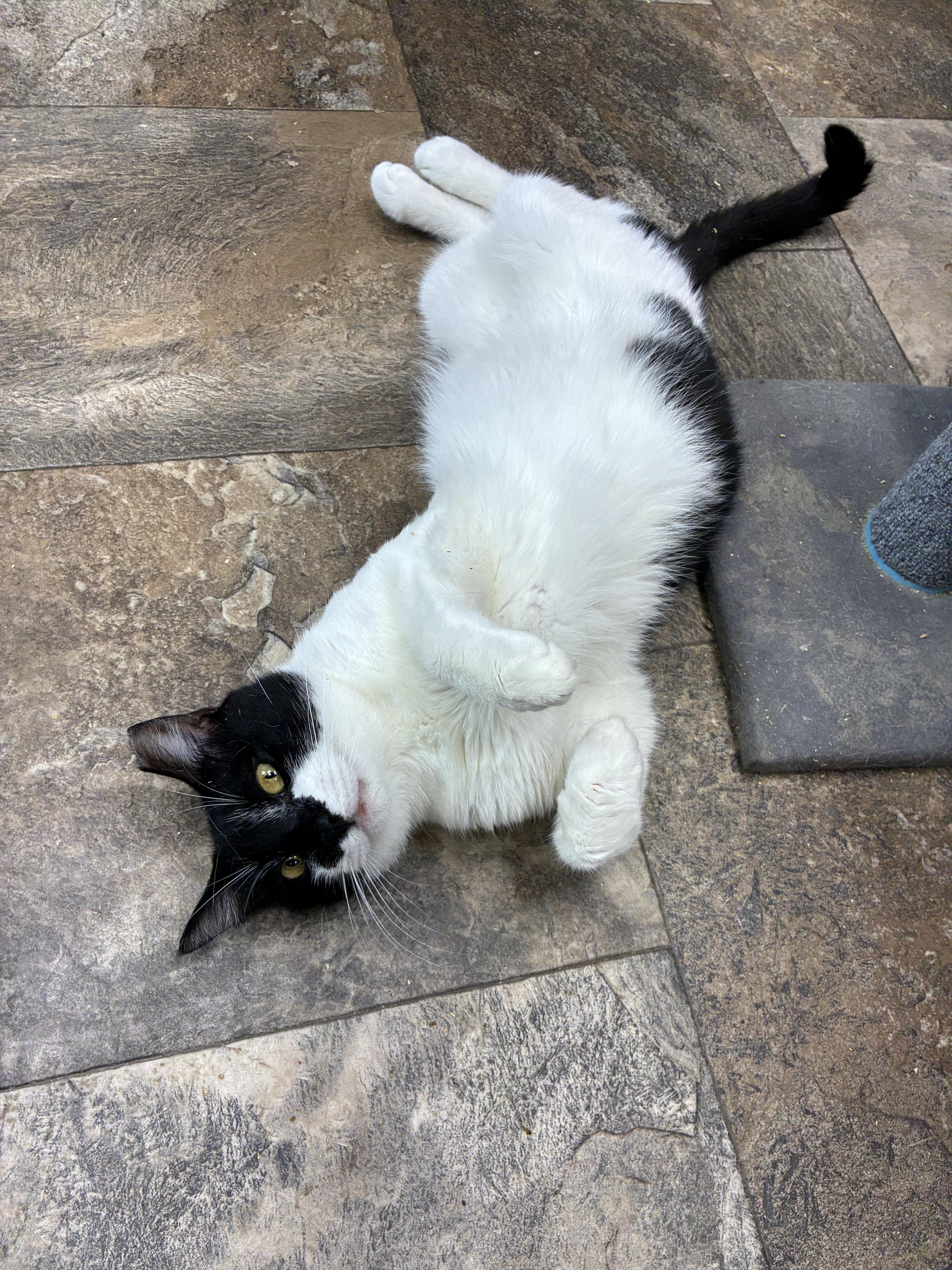 Enlarge Spoon-O, a Adoptable Domestic Short Hair in Breinigsville, PA image 2/3
