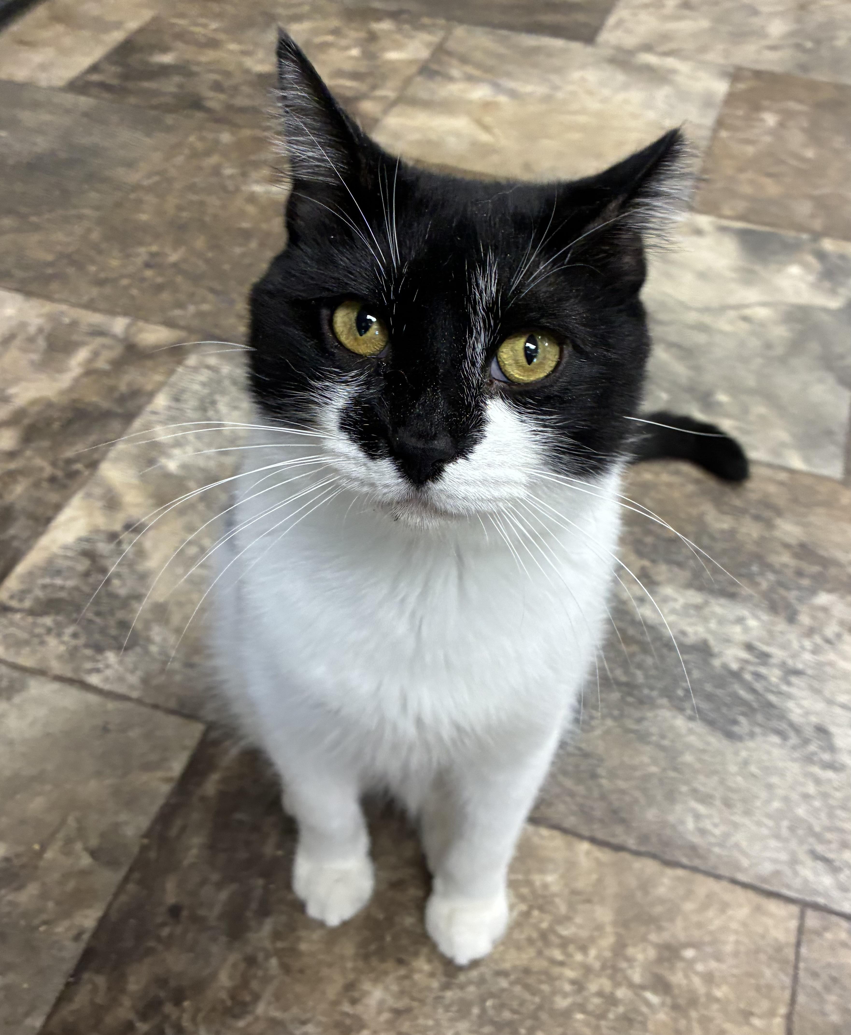 Enlarge Spoon-O, a Adoptable Domestic Short Hair in Breinigsville, PA image 1/3