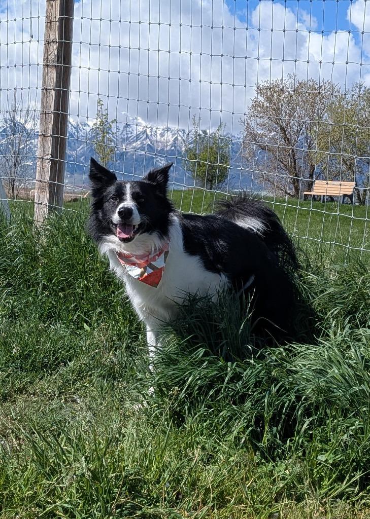 Enlarge Kenai, a Adoptable Border Collie in Logan, UT image 1/4