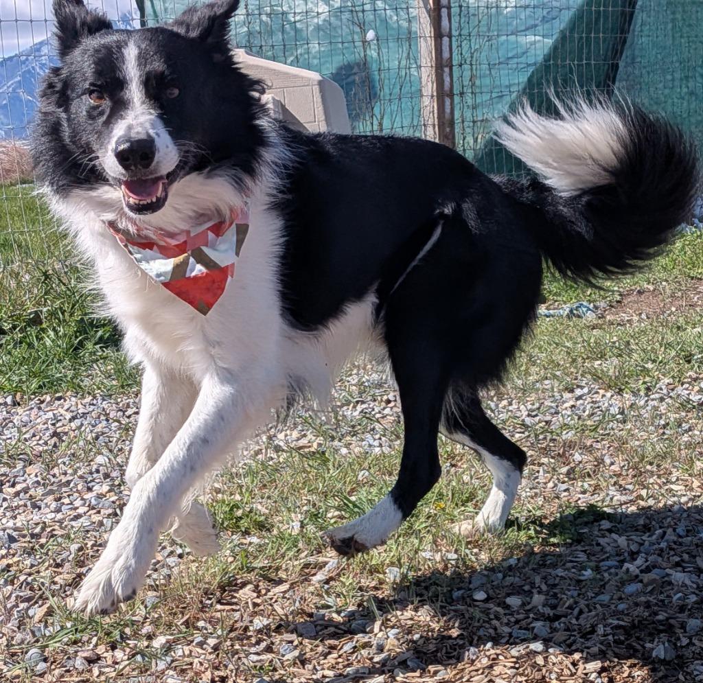Enlarge Kenai, a Adoptable Border Collie in Logan, UT image 2/4