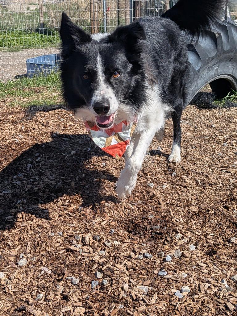 Enlarge Kenai, a Adoptable Border Collie in Logan, UT image 3/4