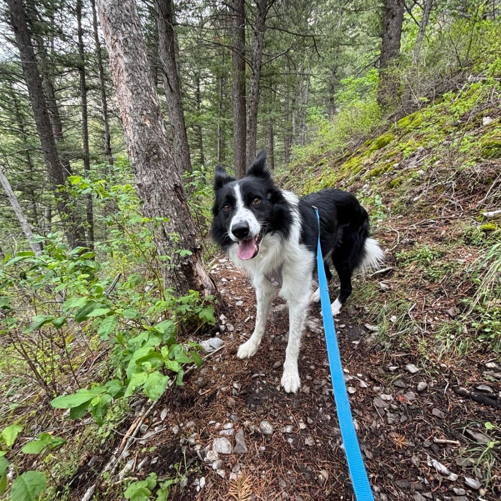 Enlarge Kenai, a Adoptable Border Collie in Logan, UT image 4/4