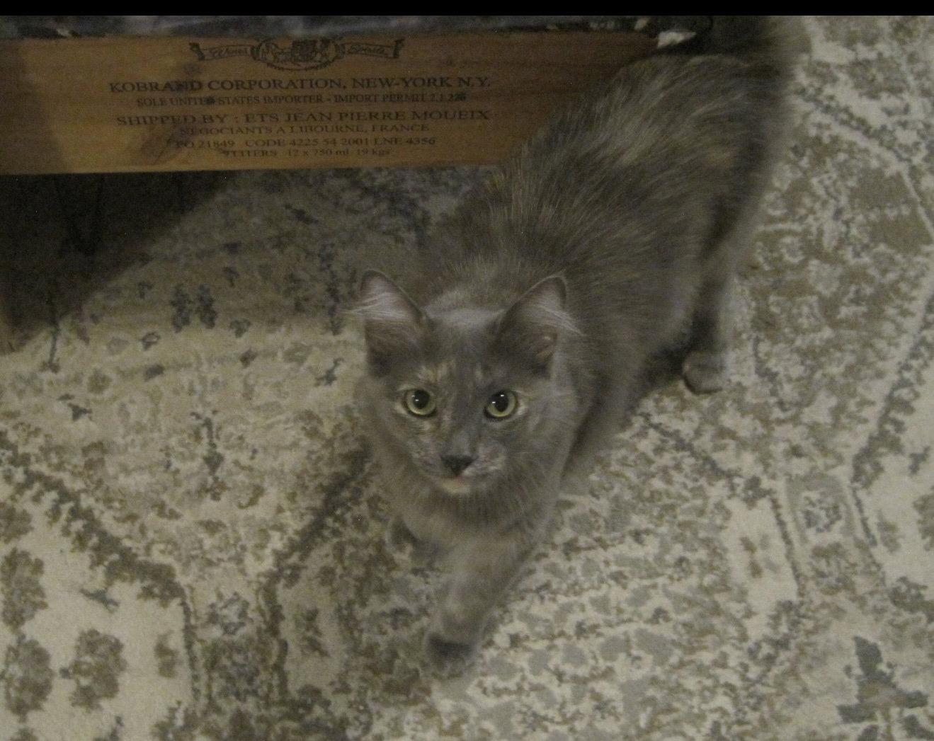 Serena, Adoptable, Young Female Domestic Medium Hair.