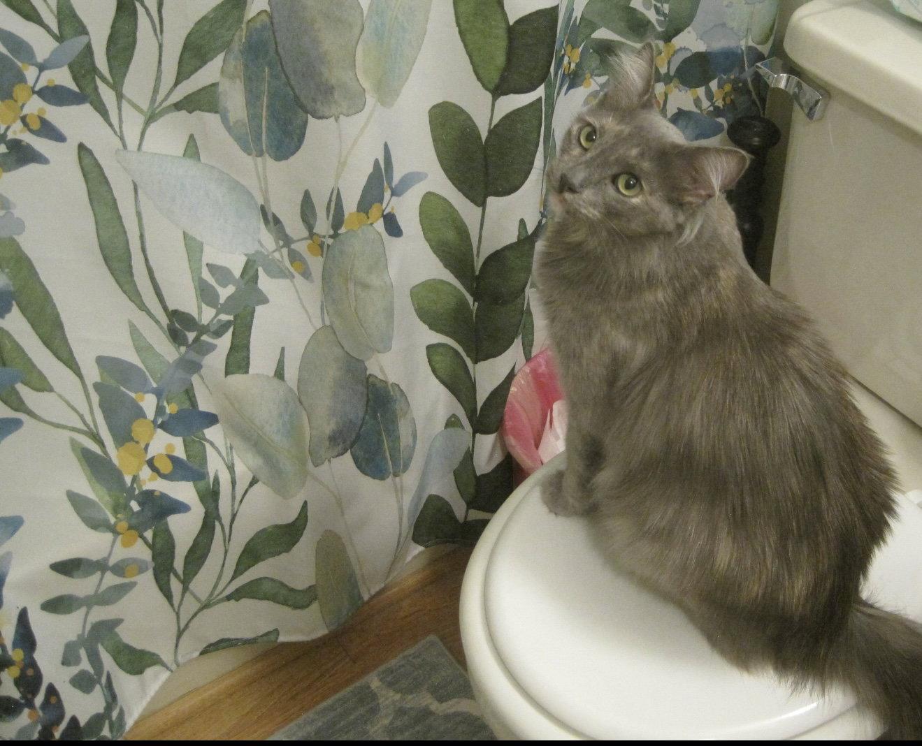 Enlarge Serena, a Adoptable Domestic Medium Hair in Scottsdale, AZ image 2/2