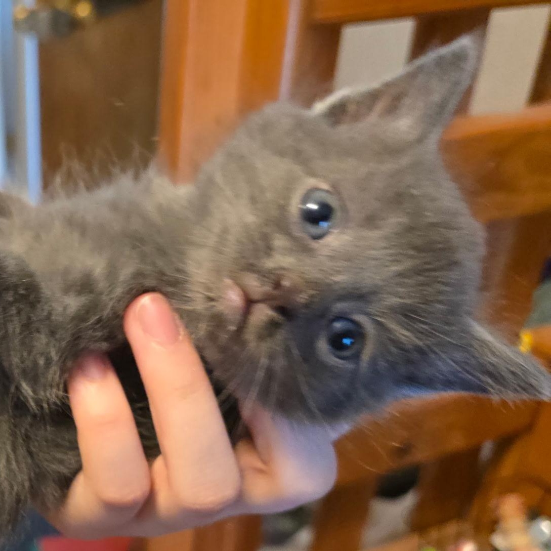 Inigo - Available Soon, ADOPTABLE, Kitten Male Domestic Short Hair.