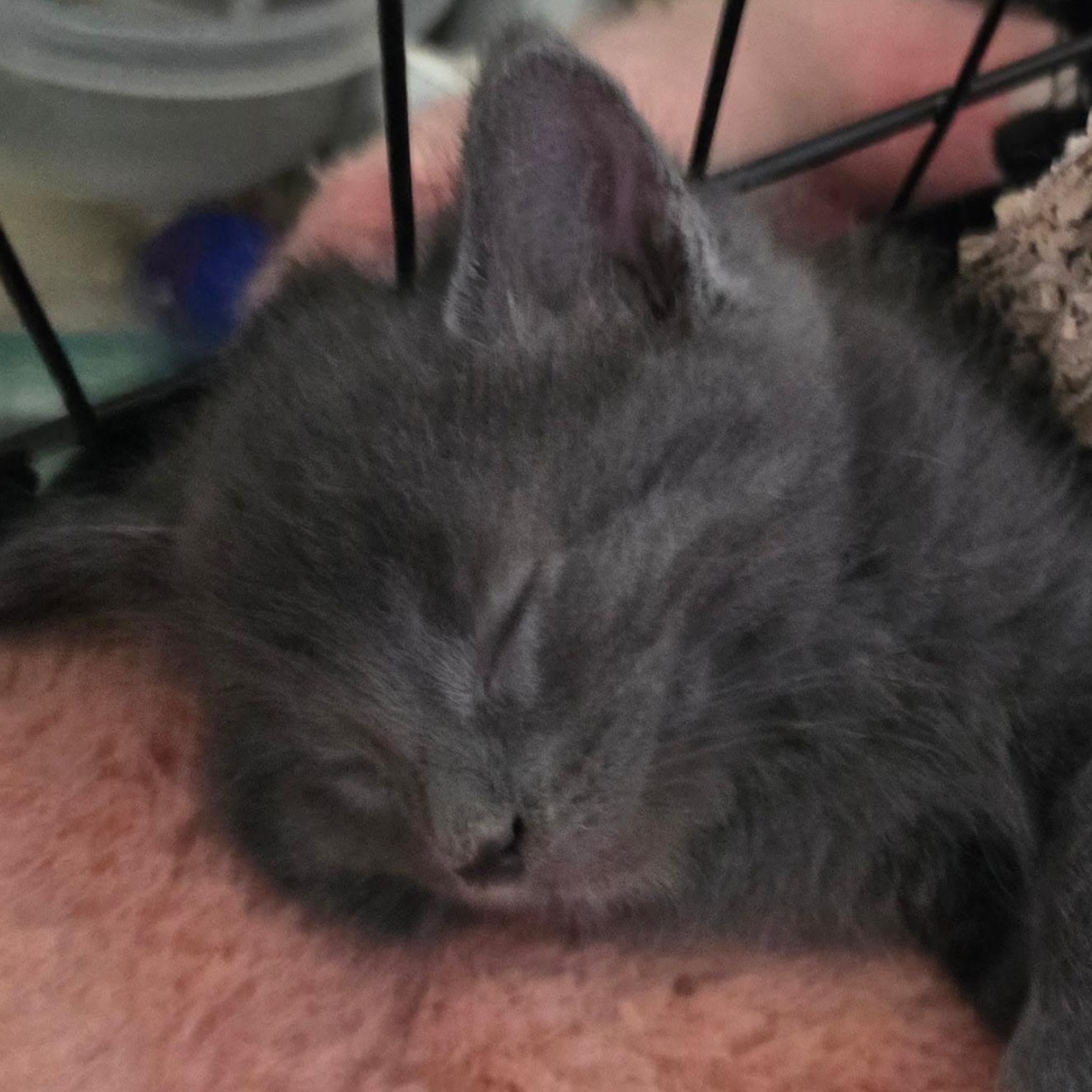 Inigo - Available Soon, a ADOPTABLE Domestic Short Hair in Sauk City, WI image 4/5