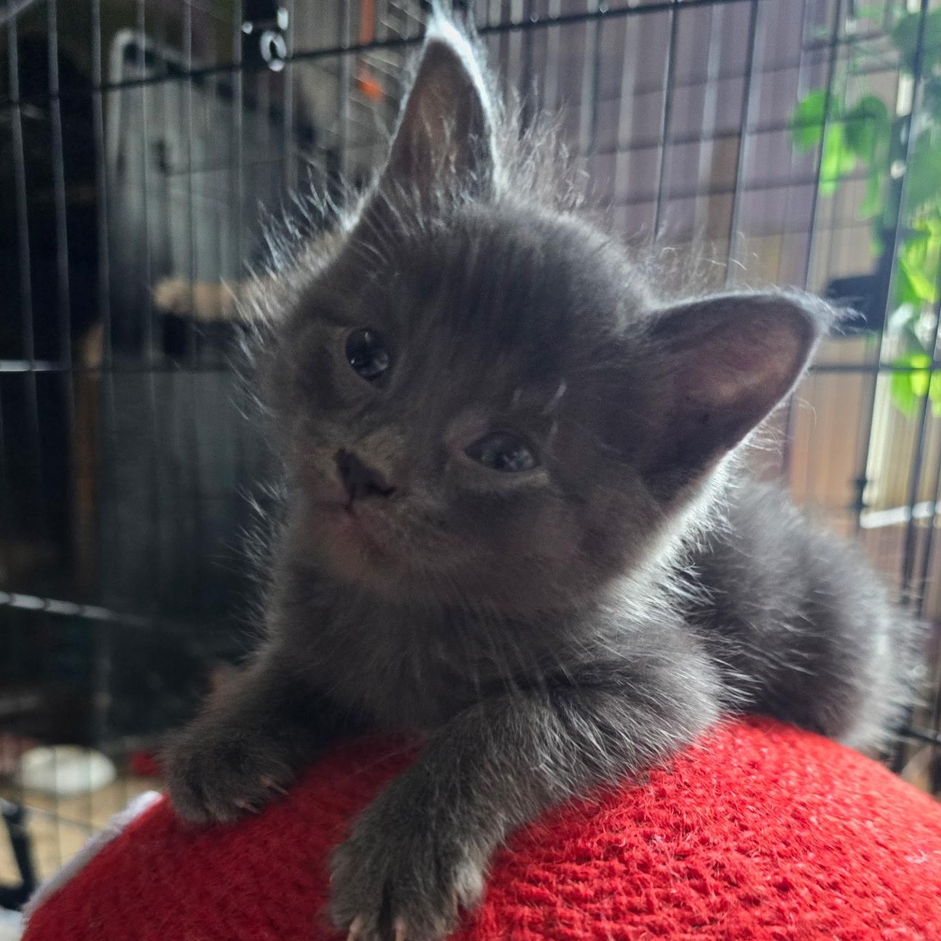 Inigo - Available Soon, a ADOPTABLE Domestic Short Hair in Sauk City, WI image 2/5