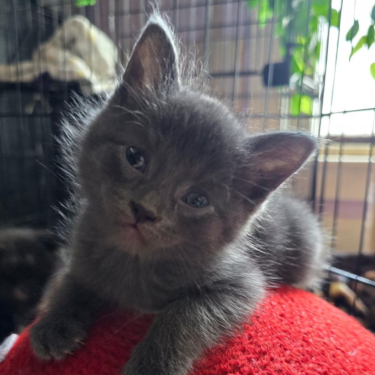Inigo - Available Soon, a ADOPTABLE Domestic Short Hair in Sauk City, WI image 3/5