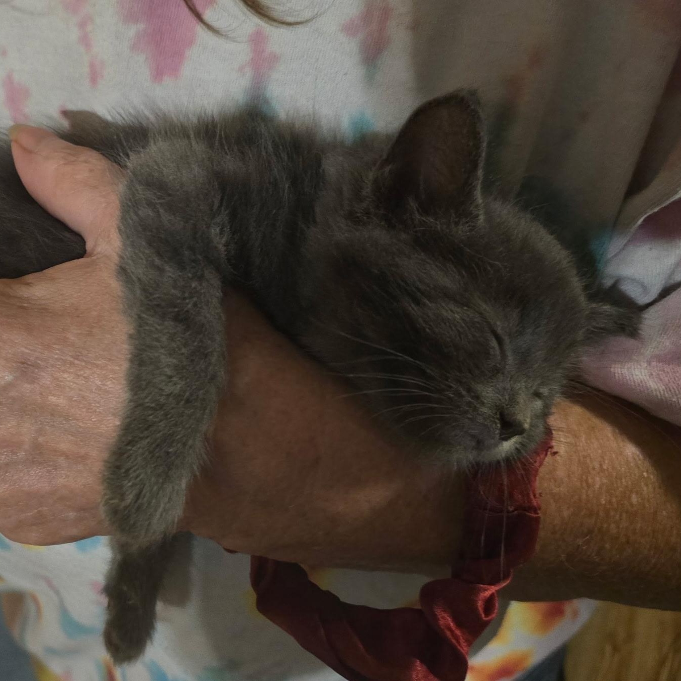Inigo - Available Soon, a ADOPTABLE Domestic Short Hair in Sauk City, WI image 5/5