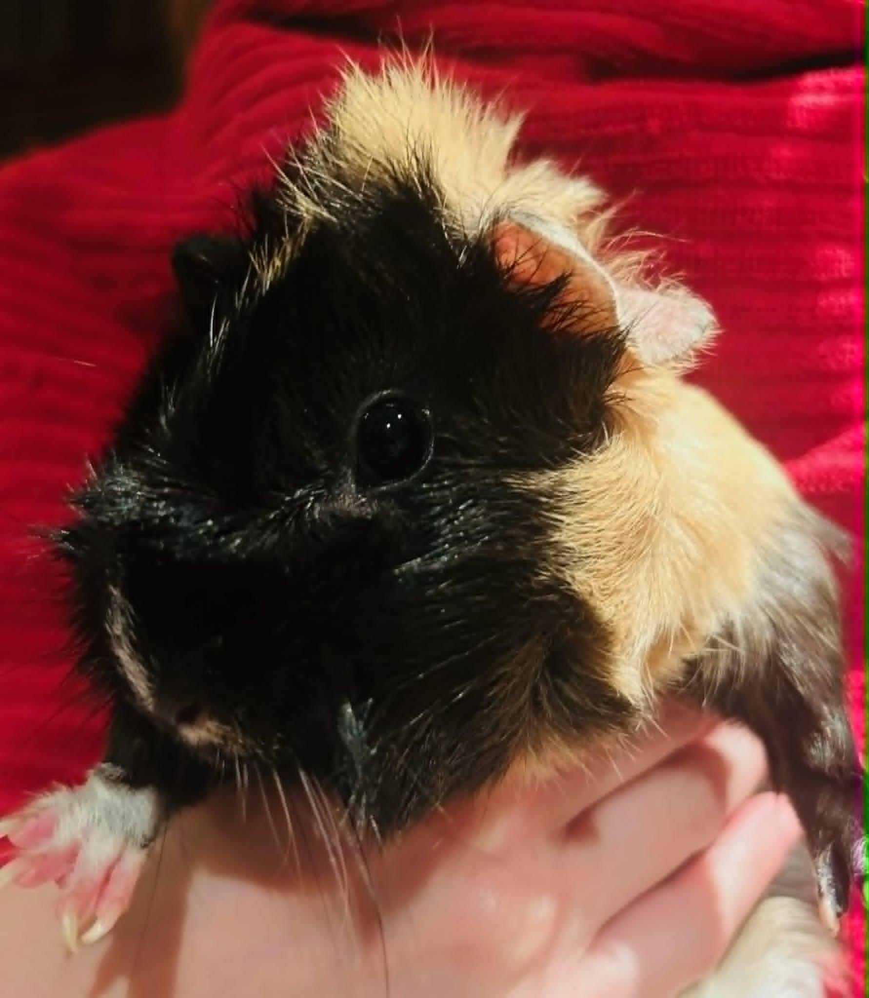 Enlarge Thelma and Louise bonded female pair of guinea pigs, a ADOPTABLE Abyssinian in Sauk Village, IL image 1/2